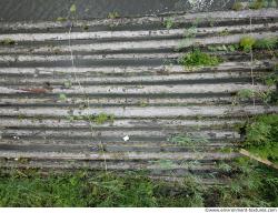 Photo Textures of Log Wood 